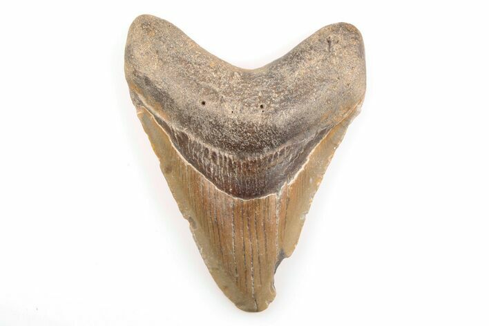 Fossil Megalodon Tooth - North Carolina #200657